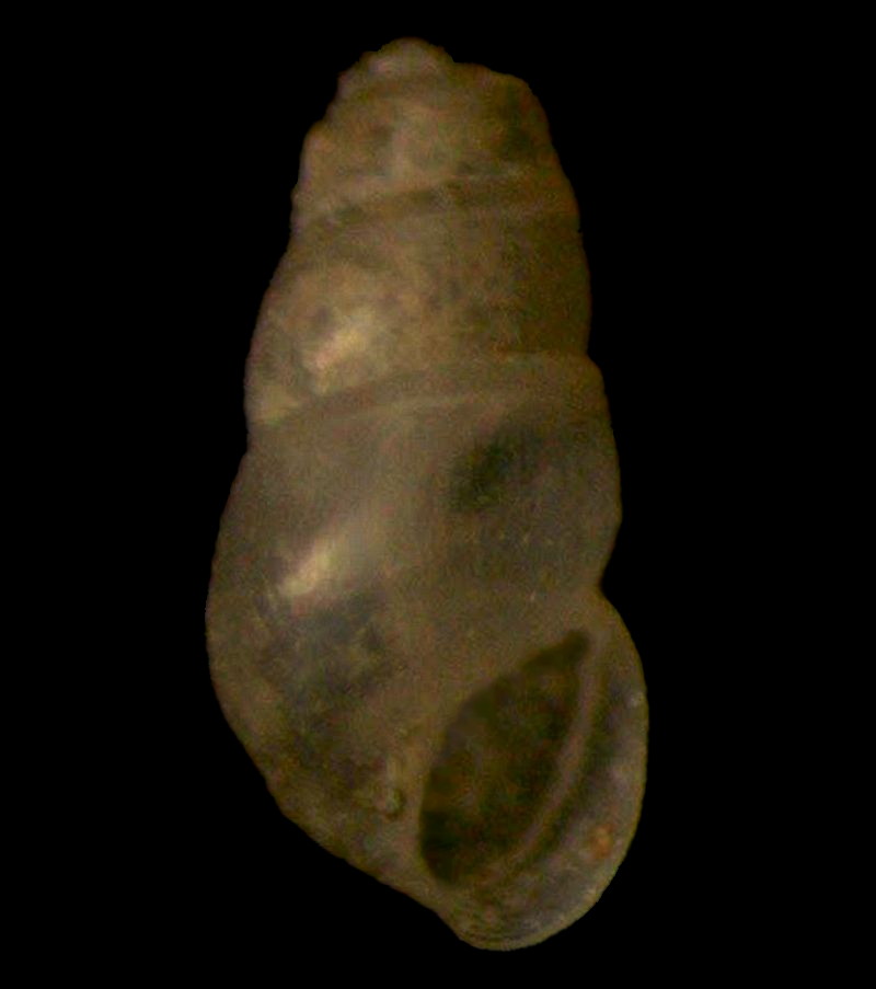Liostomia